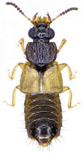 Oxytelus piceus